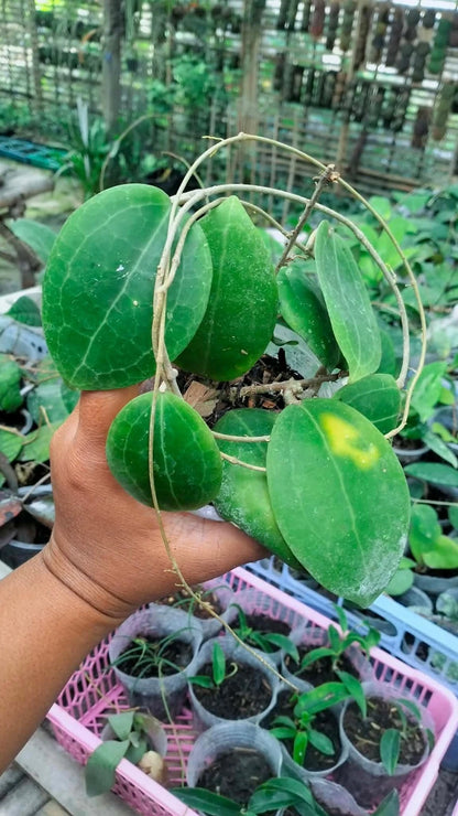 Rare Hoya Dolicosparte Live Plant - Elegant Tropical Wax Plant