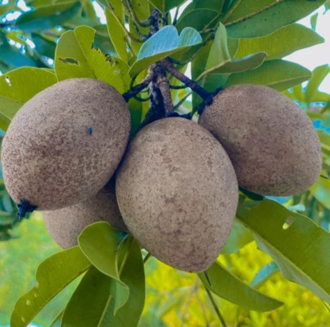Oxkutzcab Sapodilla (Manilkara zapota) – 35+ Premium Seeds (Chikoo)