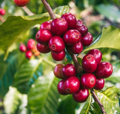 Ismaili Coffee Seeds (Coffea arabica var. Ismaili / 120+ Rare Heirloom Yemeni Coffee Bean Seeds) – Premium Exotic Botanical Specimen Plant Seeds for Planting