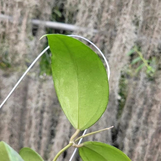 Premium Hoya Verticillata Silver Leaf Live Plant (Hoya verticillata 'Silver') – Rare Tropical Wax Plant Specimen with Metallic Foliage for Indoor & Outdoor Display