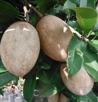 Nang Klang Wan Sapodilla Seeds (Manilkara zapota 'Nang Klang Wan') – 35 Premium Fresh Rare Sweet Thai Sapodilla Seeds