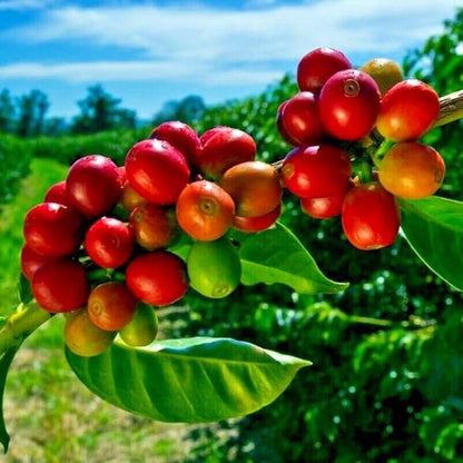 Premium Arabica Coffee Seeds (Coffea arabica) – 120+ High-Viability Exotic Specialty Heirloom Coffee Seeds