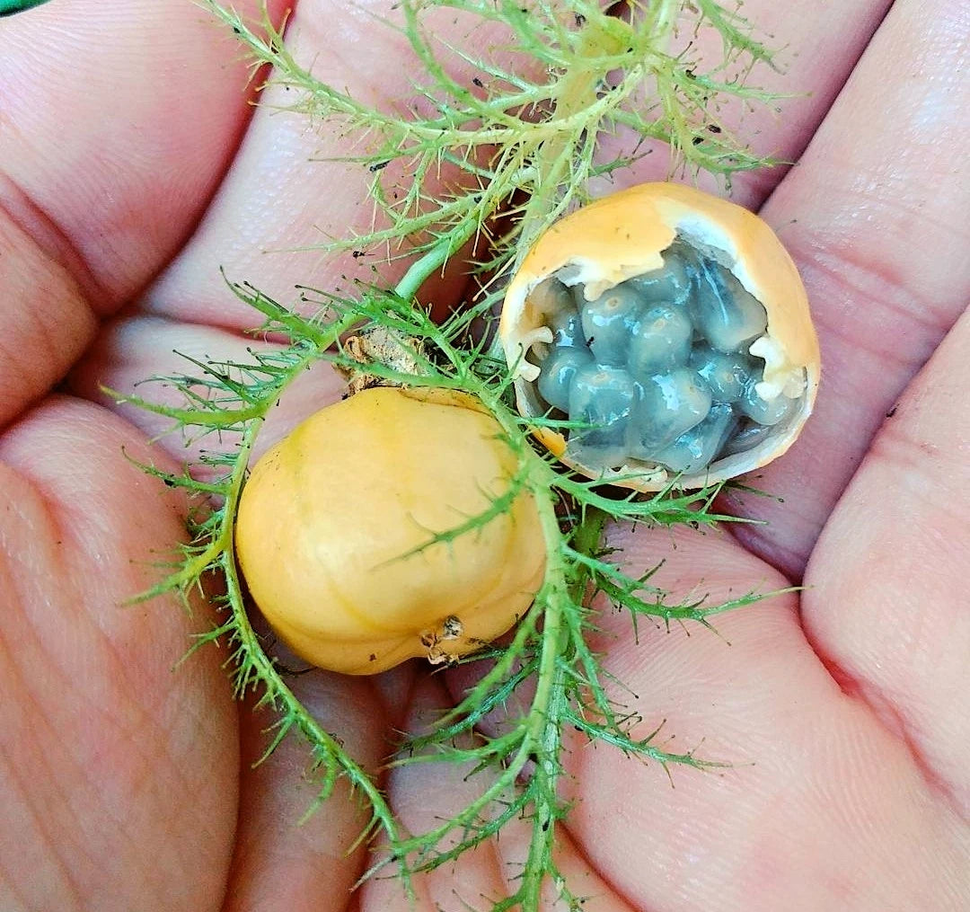 Wild Passion Fruit Seeds (150+ Bulk Seeds, Passiflora foetida) – Rare Exotic Tropical Stinking Passionflower Vine Seeds for Planting