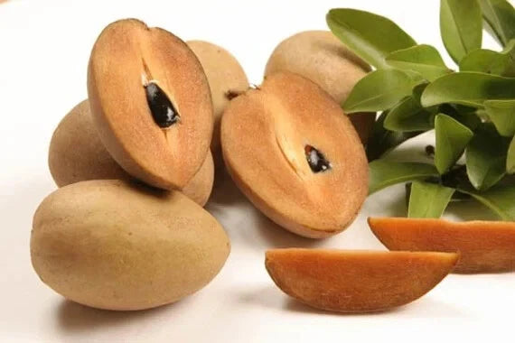 35++ Manila Variety Sapodilla Seeds (Manilkara zapota) – Premium Certified High-Yield Sweet Chiku Naseberry Exotic Tropical Fruit Tree Plant Seeds for Planting