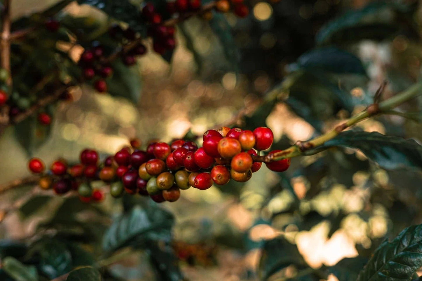 Geisha Brown Tip Coffee Seeds (120+ Bulk Seeds, Coffea arabica var. Geisha Brown Tip) – Premium Rare Heirloom Specialty Coffee Plant Seeds for Planting