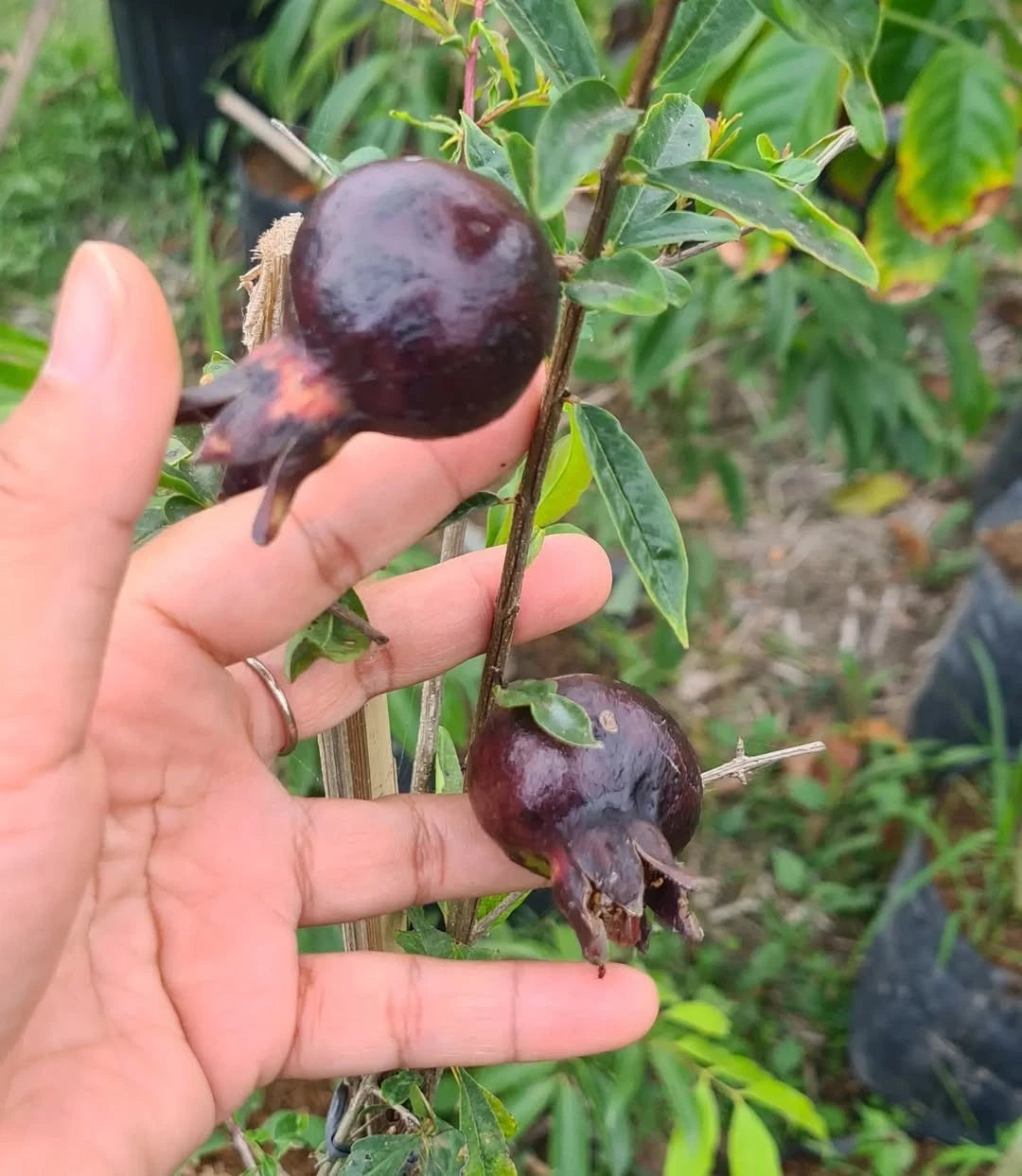 Purple Pomegranate Seeds (Punica granatum) – 1000++ Bulk Premium Exotic Fruit Seeds