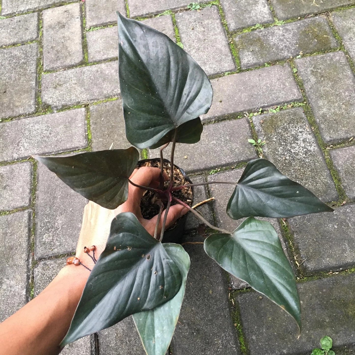 Homalomena Black Emerald - Rare Tropical Aroid