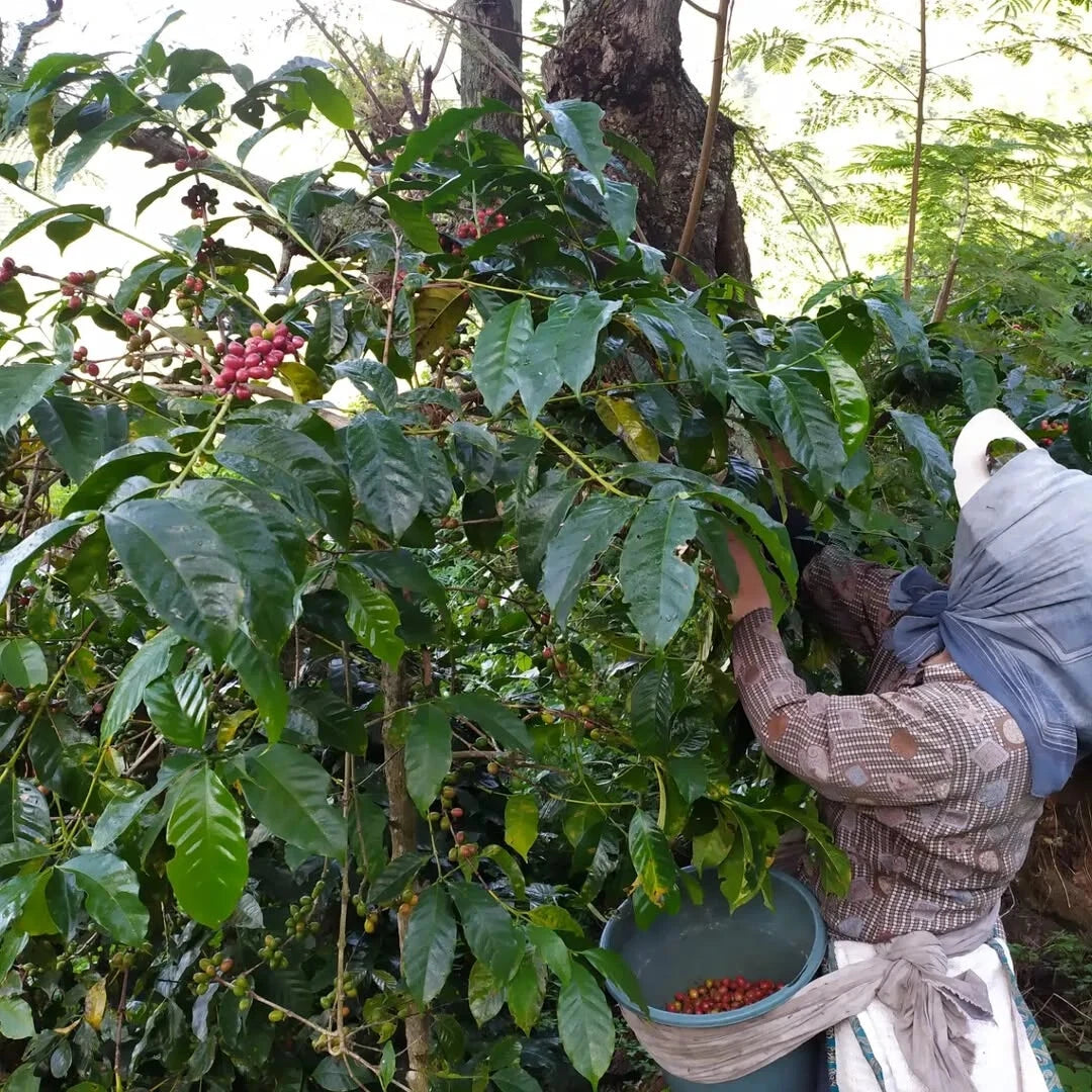 Ijen Coffee Seeds (Coffea arabica var. Ijen / 300+ Premium East Javan Highland Specialty Coffee Seeds) – Premium Gourmet Specialty Coffee Plant Seeds for Planting