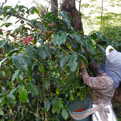 Ijen Coffee Seeds (Coffea arabica var. Ijen / 300+ Premium East Javan Highland Specialty Coffee Seeds) – Premium Gourmet Specialty Coffee Plant Seeds for Planting