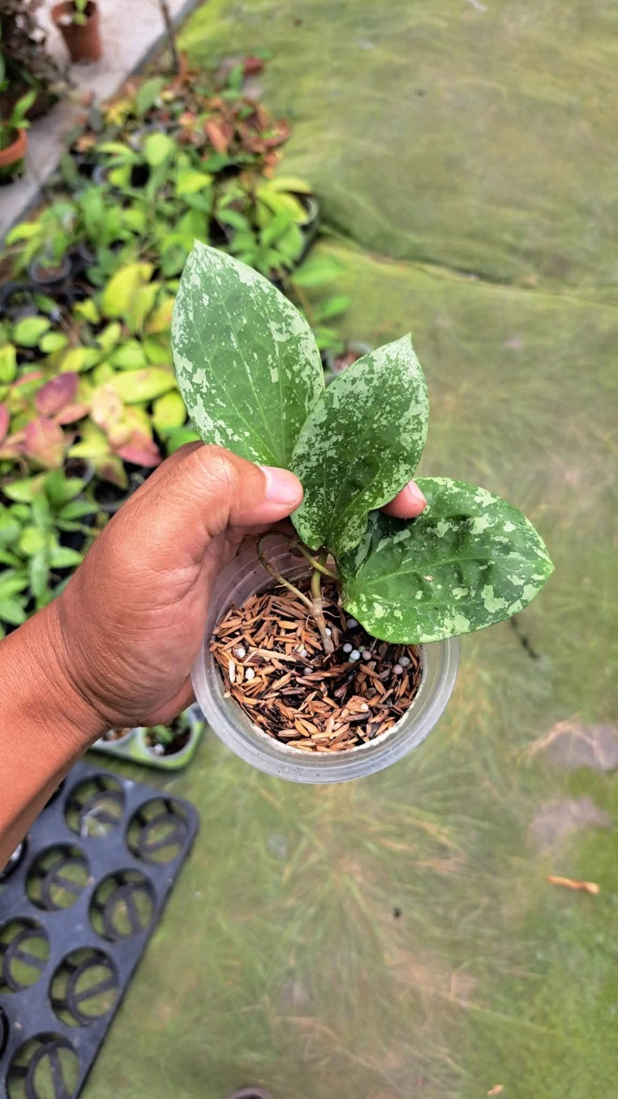 Hoya Glabra Silver Splash Rare Tropical Indor Outdor Wax Plant – Premium Rare Splashed Foliage Wax Plant Climbing & Trailing Vine Specimen for Indoor & Outdoor Display