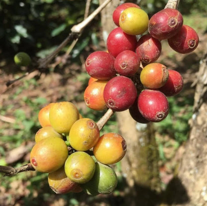 Obata Coffee Seeds (Coffea arabica var. Obata) – Premium Certified Disease-Resistant Specialty Gourmet Coffee Bean Seeds for Planting (120 Pcs)