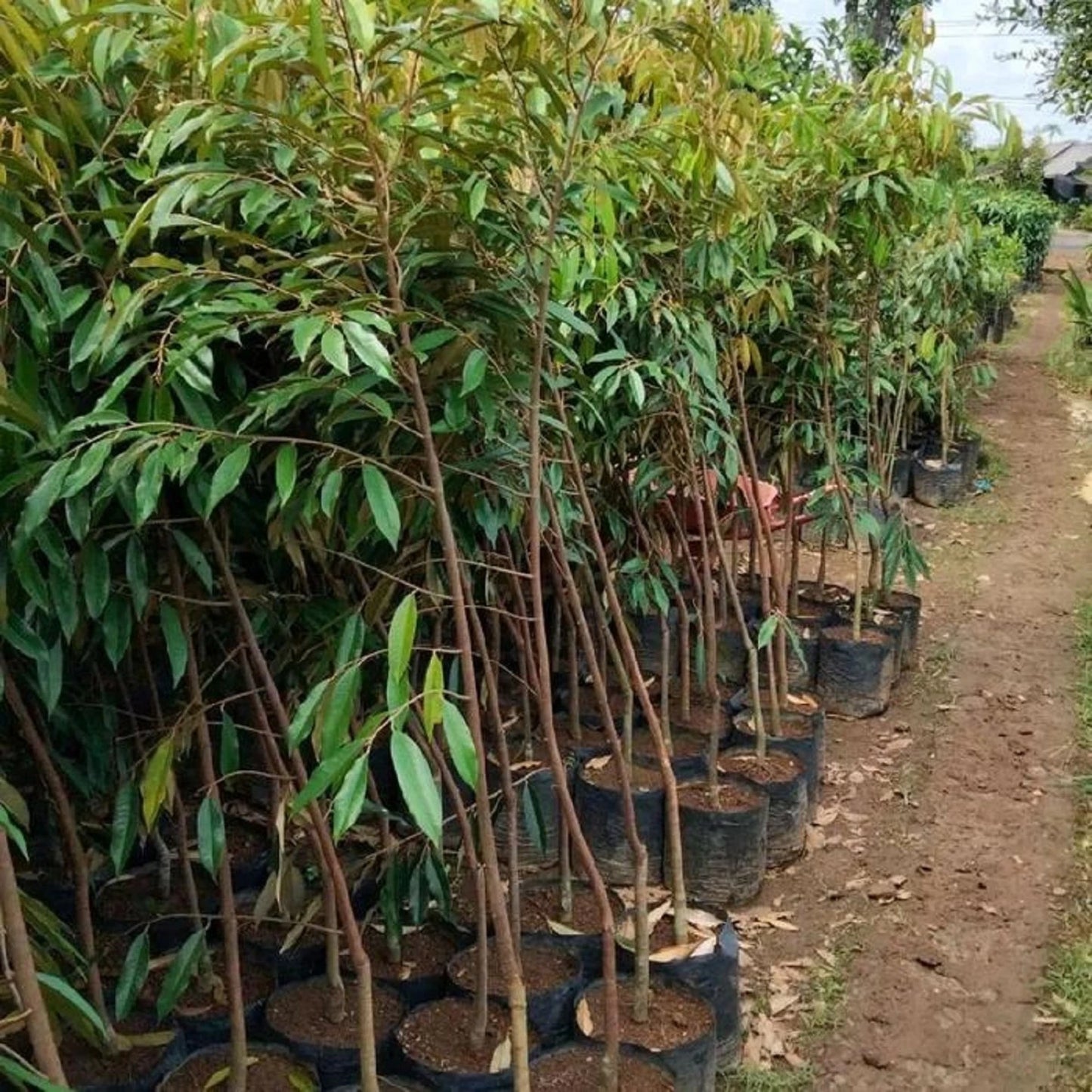 Grafted 'Super Copper' Durian Tree – Premium Fast-Growing Tropical Fruit