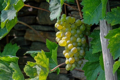 Riesling Grape Seeds 100+ (Vitis vinifera) – Fresh Heirloom Wine Grape & Exotic Vineyard Fruit Plant Seeds for Cultivation