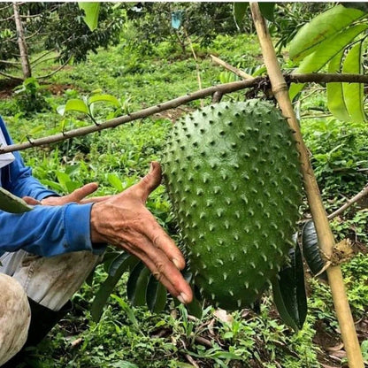 Honey Soursop Seeds (Annona muricata) – 1.000+ Premium Heirloom Extra-Sweet Honey Guanabana Seeds for Planting