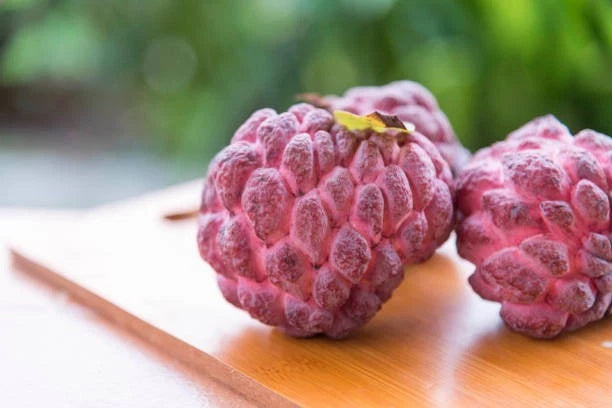 Red Sugar Apple Seeds (Annona squamosa var. Rubra) – Premium Certified High-Yield Sweet Red Custard Apple Fruit Tree Seeds for Planting (20+ Pcs)