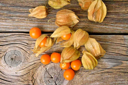 Bulk Yellow Groundcherry Ciplukan Seeds (Physalis angulata) – 250+ Premium Fresh Rare Exotic Sweet Golden Gooseberry Seeds for Planting