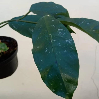Hoya Lasiantha Sp. Borneo Seeds (Rare Bornean Tropical Wax Plant Seeds) – Premium Exotic Botanical Specimen Plant Seeds for Planting