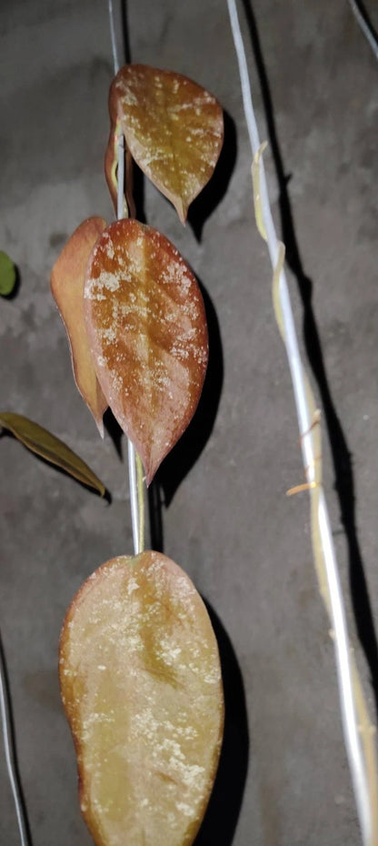 Rare Hoya Sangguensis Red Sp Borneo - Premium Sun-Stressed Leaf Exotic Tropical Wax Plant