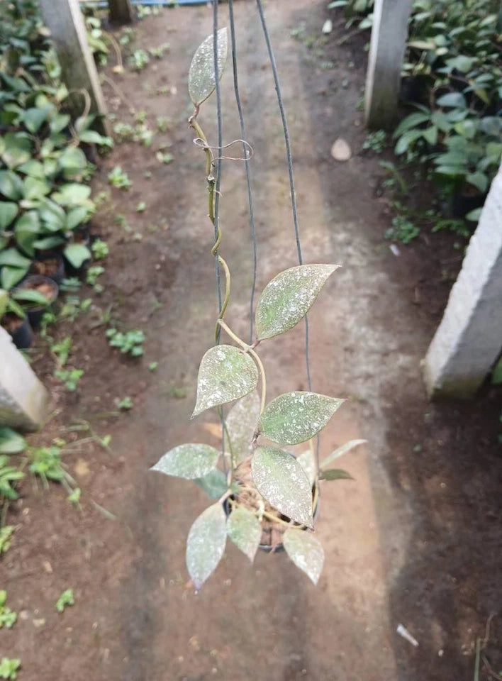 Hoya Walliniana Splash Rare Wax Plant | Tropical Indoor Outdoor Hoya | Exotic Collector Houseplant