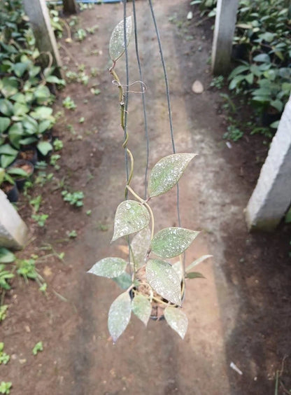 Hoya Walliniana Splash Rare Wax Plant | Tropical Indoor Outdoor Hoya | Exotic Collector Houseplant