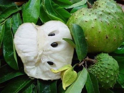 Premium Soursop Seeds var. Tainung (Annona muricata) – Sweet Soursop Exotic Fruit Seeds for Planting (100 Pcs)