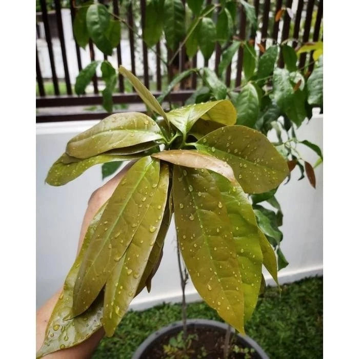 Grafted Mlinjo (Gnetum gnemon) Seedling – Fast-Fruiting Tropical Tree