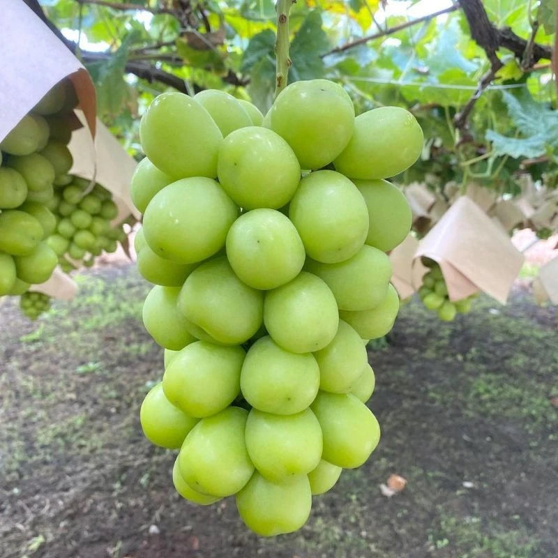 Premium Shine Muscat Grape Seeds (Vitis vinifera var. Shine Muscat) – Luxury Japanese Green Table Grape Fruit Seeds for Planting (100+ Pcs)
