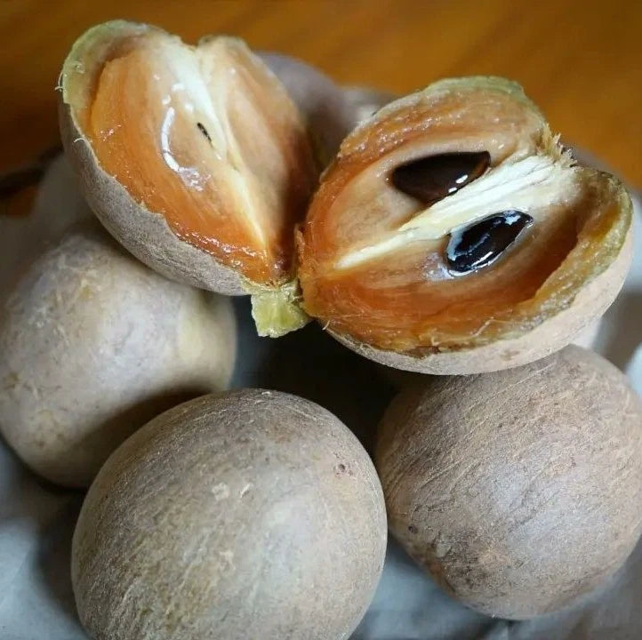 Madu Sapodilla Seeds (Manilkara zapota 'Madu') – Premium Fresh Rare Sweet Madu Chico Zapote Seeds for Planting