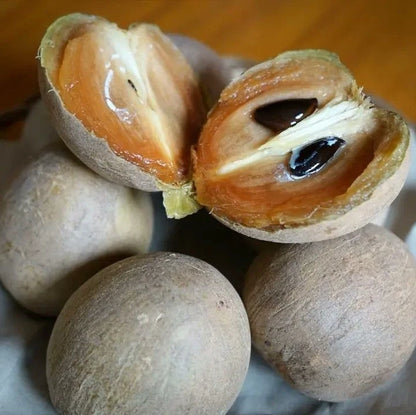 Madu Sapodilla Seeds (Manilkara zapota 'Madu') – Premium Fresh Rare Sweet Madu Chico Zapote Seeds for Planting