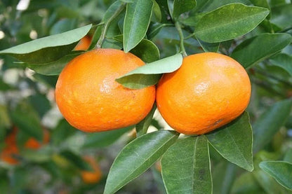 Fallglo Citrus Seeds (Citrus Natsudaidai) – Certified Heirloom Tangelo Hybrid Fruit Crop for Planting