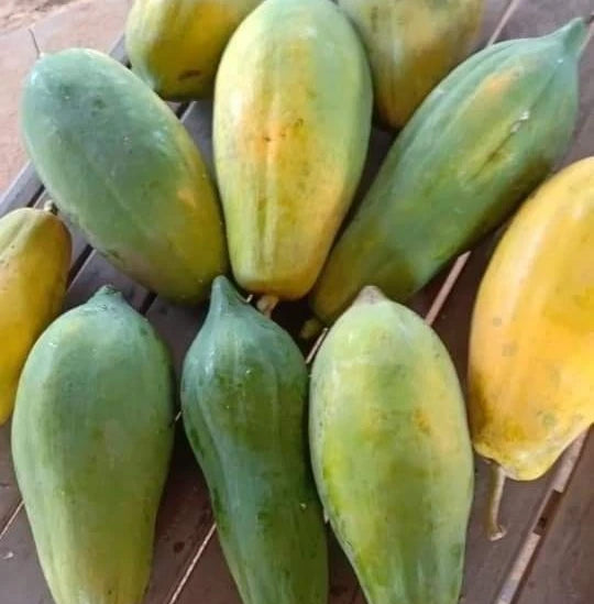 Big Bangkok Papaya Seeds (Carica papaya) – 150 Premium Red Pawpaw Seeds