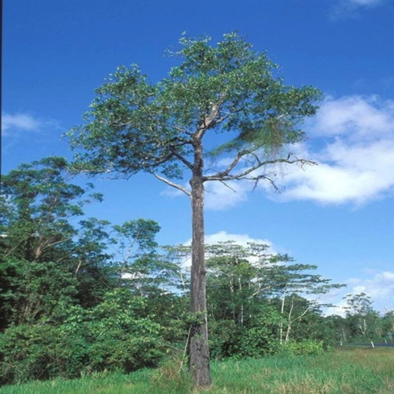 100++ Superior Acacia Seeds (Acacia mangium / Brown Salewood / Mangium) – Premium Fast-Growing Timber & Reforestation Tree Seeds for Planting