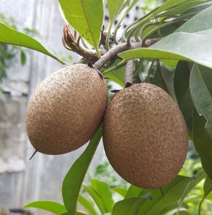 Premium Sapodilla Seeds var. CO-2 (Manilkara zapota) – Chico Zapote Exotic Fruit Seeds for Planting (35 Pcs)