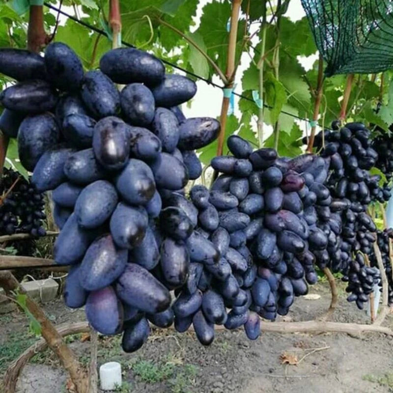 GosV Grape Seeds 100 pcs (Vitis vinifera) – Premium Certified Sweet Exotic Table Grape Vine Plant Seeds for Planting
