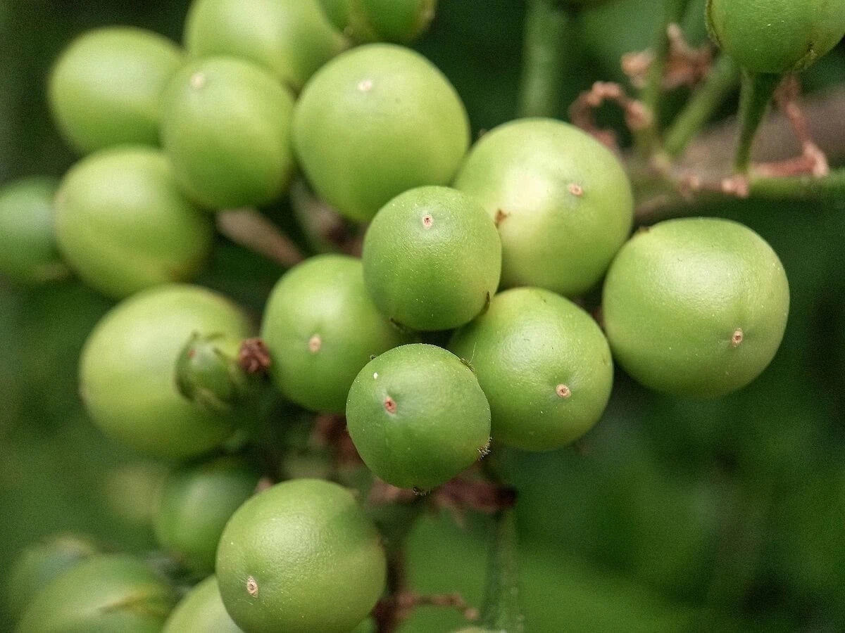 Turkey Berry Pea Eggplant Seeds (Solanum torvum) – 2.000++ Premium Fresh Culinary Takokak / Wild Eggplant Seeds for Planting