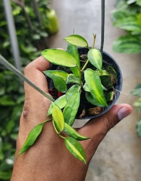 Hoya Lacunosa Agni – Rare Tropical Indoor Outdoor Wax Plant Certified Live Specimen for Planting
