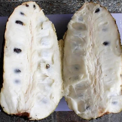 Organic Golden Soursop Seeds 100+ pcs (Annona muricata) – Premium Certified Rare Exotic Tropical Graviola Fruit Tree Plant Seeds for Planting