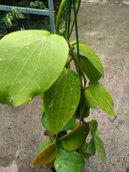 Hoya Glabra - Rare & Glossy Tropical Wax Plant