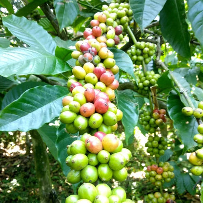 Sarchimor T-5296 Coffee Seeds (Coffea arabica x canephora / 120+ Disease-Resistant Hybrid Coffee Bean Seeds) – Premium Exotic Botanical Specimen Plant Seeds for Planting