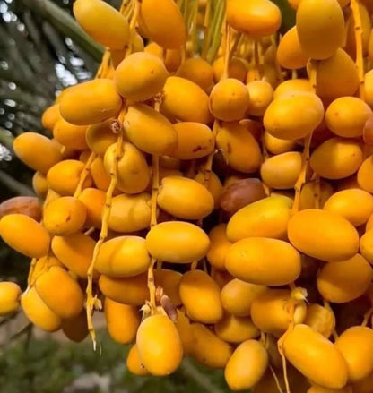 Medjool Date Palm Seeds (Phoenix dactylifera 'Medjool') – 35 pcs Premium Fresh Rare King of Dates Seeds for Planting