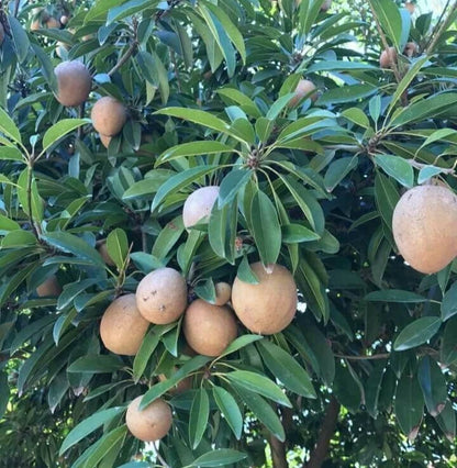 Sri Kembangan Sapodilla Seeds (Manilkara zapota) – 35 Premium Sweet Chico Zapote Seeds