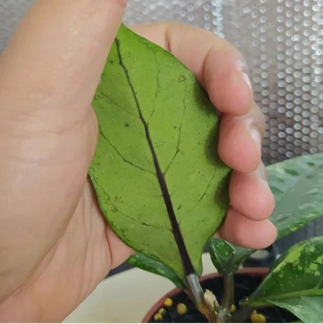 Hoya New SP Gunung Kapi Splash – Rare Tropical Wax Plant Specimen with Silver Splashes for Indoor and Outdoor Living (Live Plant)