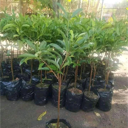 Jumbo Vietnamese Sapodilla (Manilkara zapota) - Elite Grafted Fruit Tree