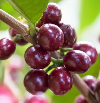 Bourbon French Mission Coffee Seeds (Coffea arabica) – 120+ Premium Coffee Beans