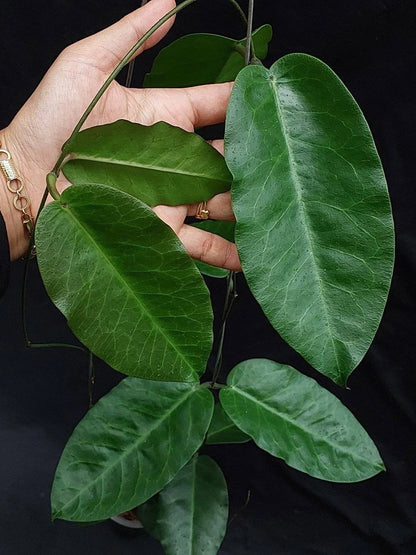 Hoya megalaster 'Ubiyau' (Wax Plant) – Premium Rare Live Tropical Indoor Houseplant in 4" Pot (Large Glossy Foliage & Vibrant Blooms)
