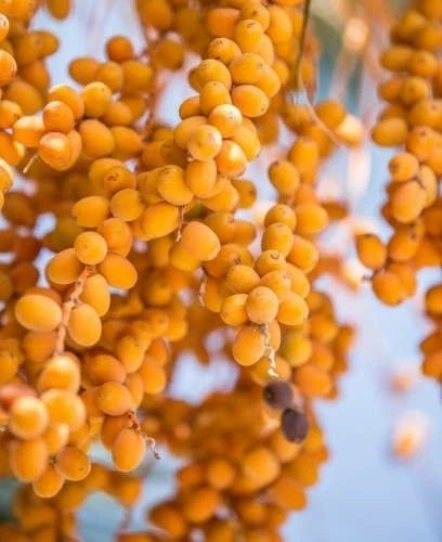 Lulu Date Palm Seeds (Phoenix dactylifera) – 35+ Premium Fresh UAE Lulu Sweet Date Palm Seeds for Planting