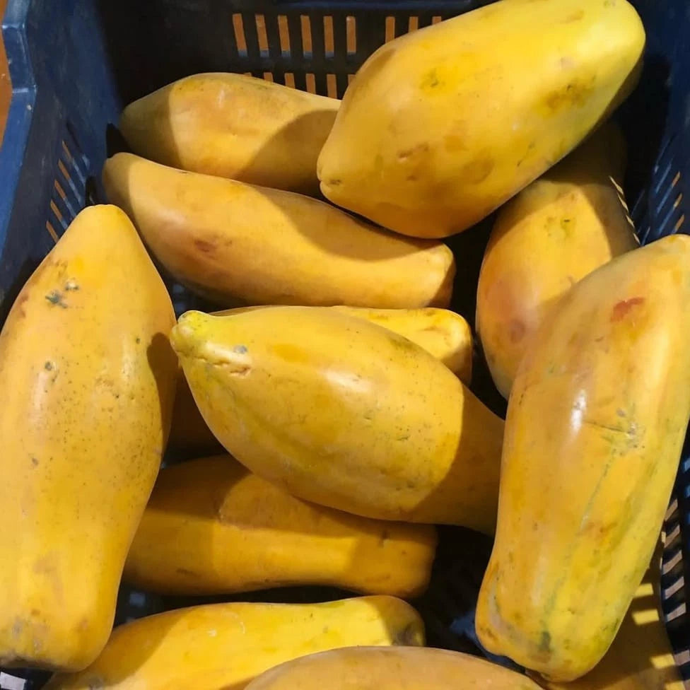 Golden King Papaya Seeds (Carica papaya 'Golden King') – 150+ Premium Fresh Exotic Sweet Golden King Papaya Seeds