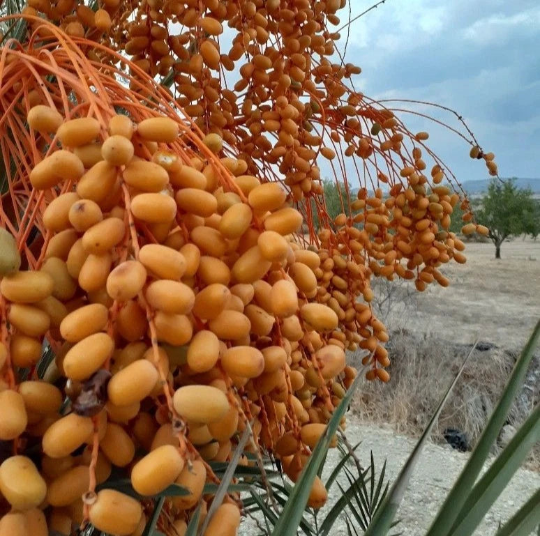 Fard Date Palm Seeds (Phoenix dactylifera) – 35+ Premium Fard Sweet Date Seeds