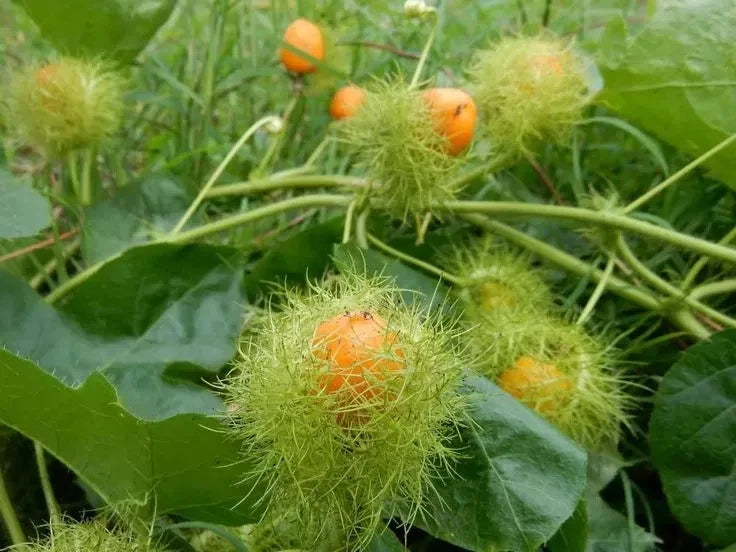 Rambusa (Mini Passion Fruit) – 1,000+ Premium Seeds (Passiflora foetida)