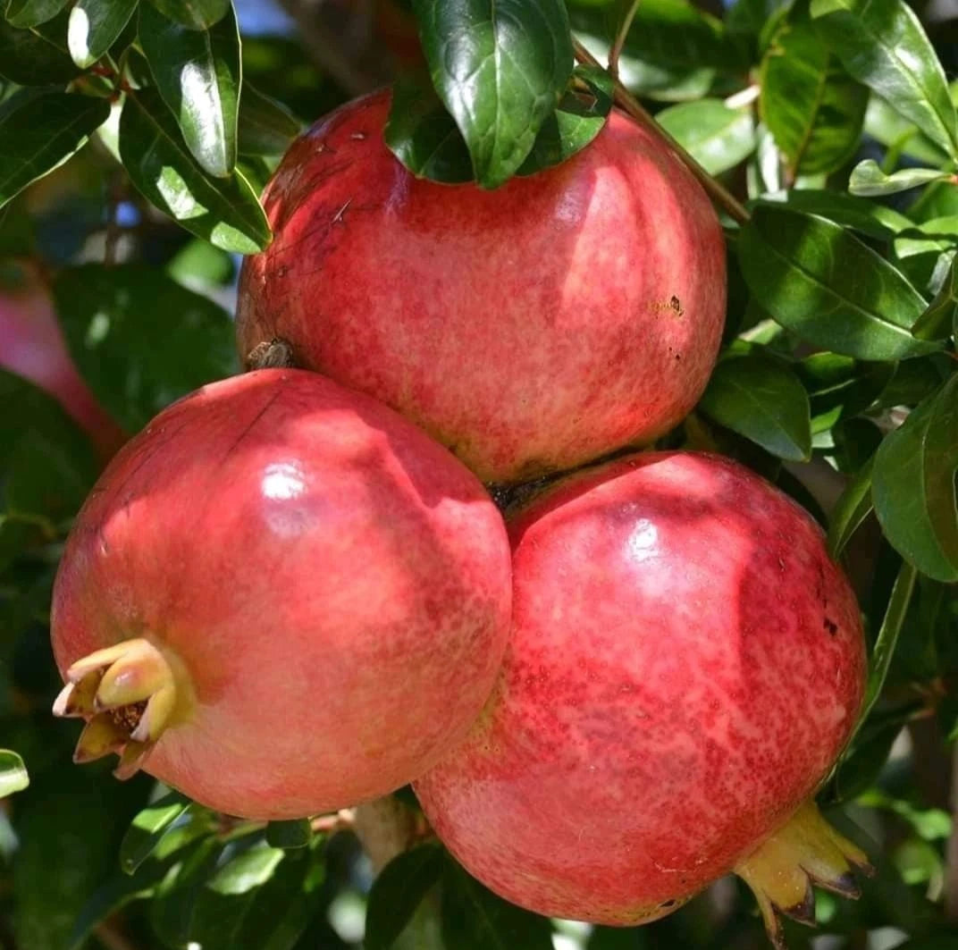 Kashmir Red Pomegranate Seeds (Punica granatum 'Kashmir Red') – 100 Premium Fresh Sweet Kashmir Red Pomegranate Seeds